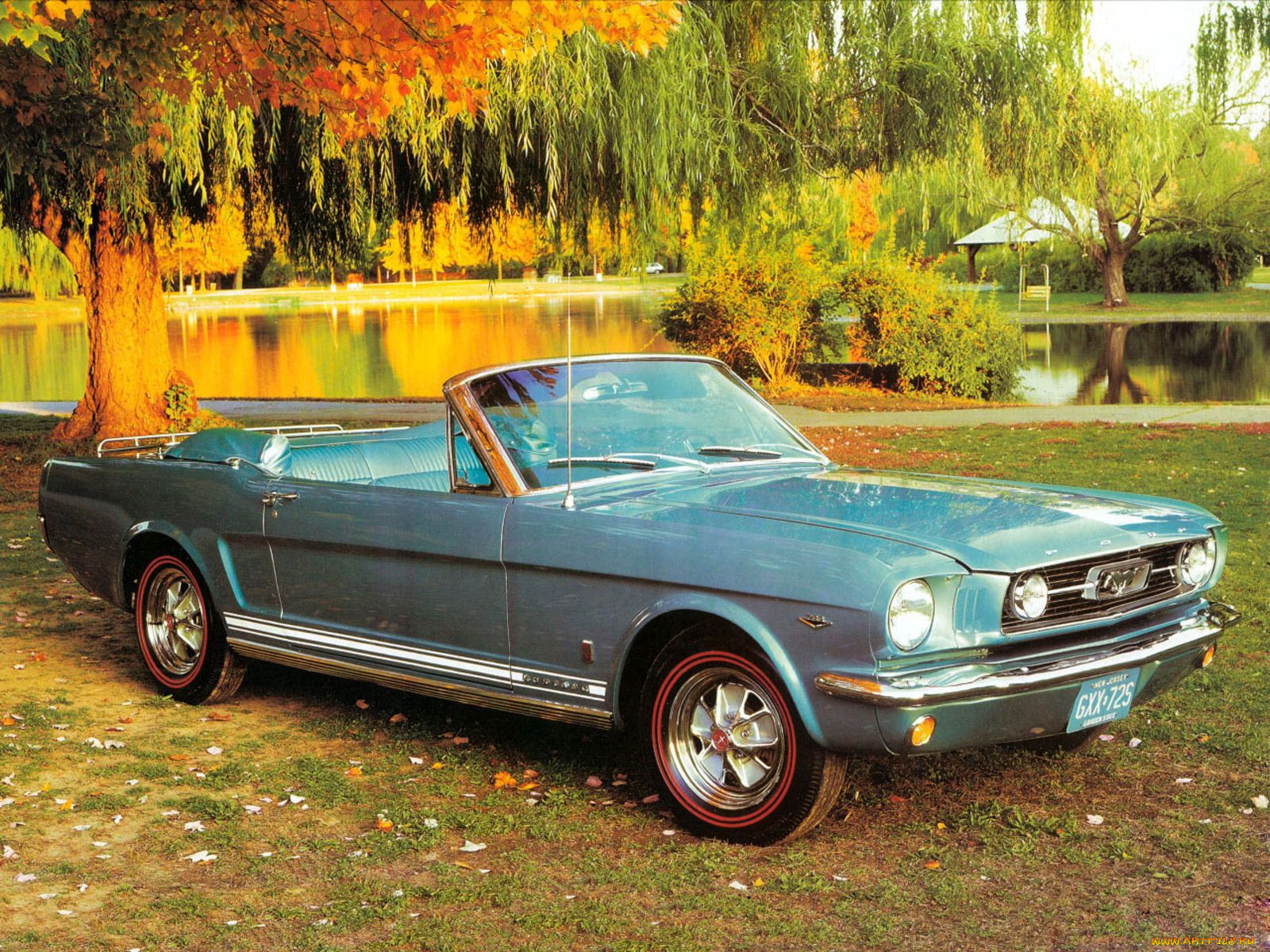 , mustang
